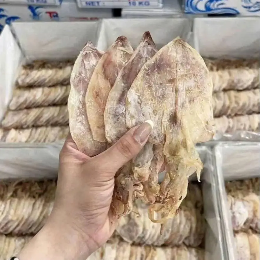 Clean appearance with consistent texture. Export-grade squid suitable for importers and distributors.